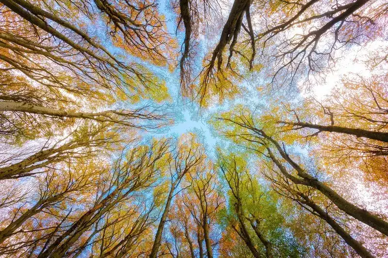 Arbres coloré dans un jardin naturel