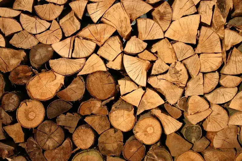 Troncs d'arbres