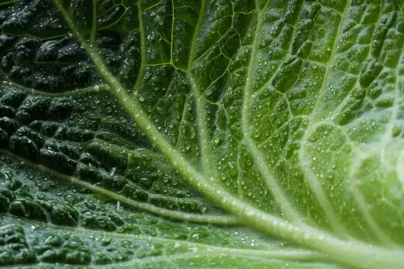 Feuille verte écologique humide